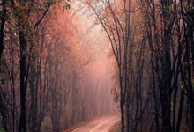 德国选手出类拔萃，披荆斩棘奋勇争先